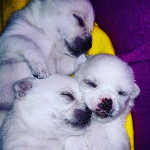 Hermosos Chihuahuas