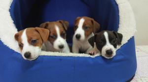 JACK RUSSELL CACHORROS