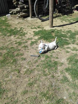 Lindo Bull Terrier