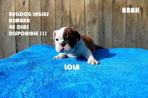 Lindos Bulldog Ingles