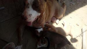 Perros Pitbull en Venta