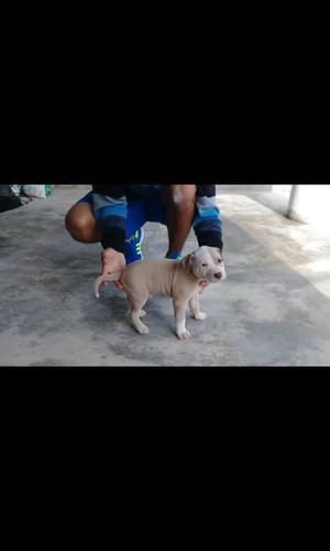 Pitbull Cachorro