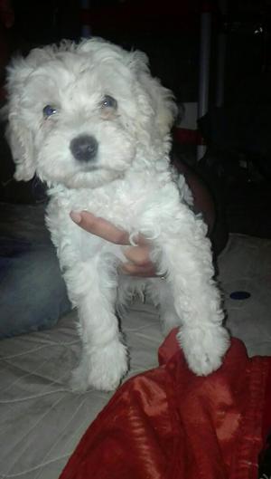 Poodle Hembra Vaxuna Y Desparacitada