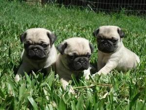 Pug Carlino