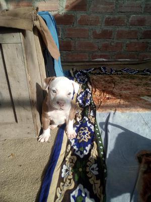 Se Vende Cachorros Pitbull