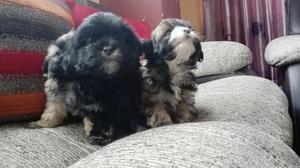 Se Vende Cachorros Shih Tsu