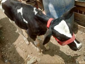 Se Vende Vacas Precio a Tratar