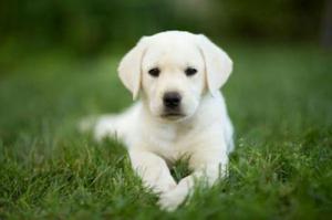 Se Venden Lindos Cachorros Labrador