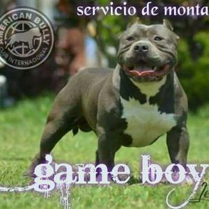 Servicio de Monta American Bully