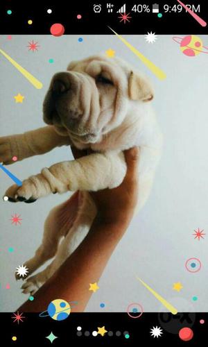 Shar Pei