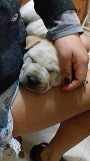 Shar Pei Macho