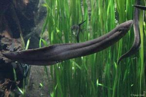 South American Lungfish 30cm