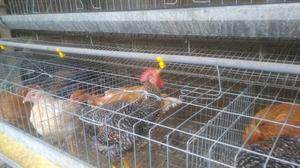 Vendo 2 Mudulos de Granja para Gallina