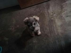 Vendo Cachorita Schnauzer