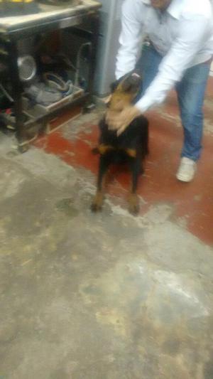 Vendo Cachorro Rottweiler