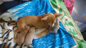 Vendo Hermosos Chihuahua