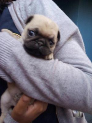 Vendo Pug Hembrita