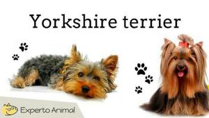 Yorkshire Terrier Ala Venta
