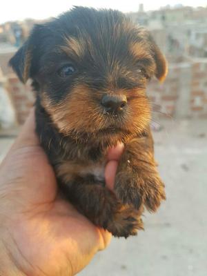 Yorkshire Terrier en Venta