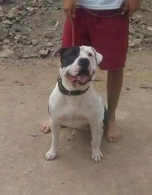 buenos cachorros pitbull