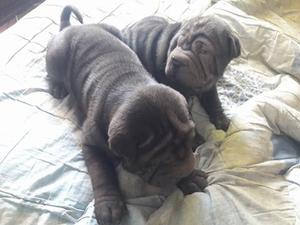 cachorro sharpei