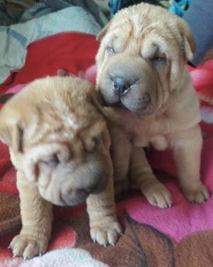 cachorro sharpei