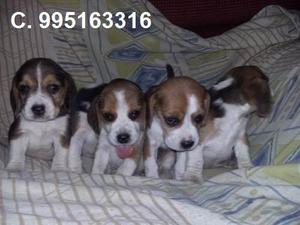 cachorros beagle hermosos vacunados se hacen envios a