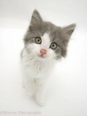 se da adopciones gatitos hermosos de color blanco plomito