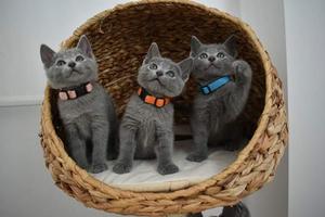vendo gatitos azul ruso originales, padres precentes