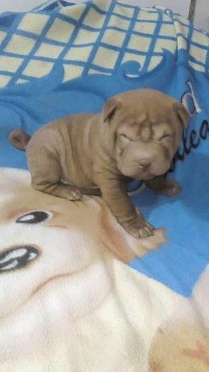 vendo sharpei