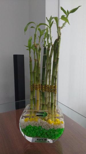 Arreglos de Bambú para toda Ocación