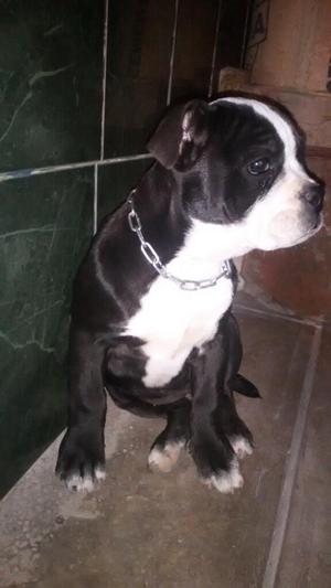 American Bully Ala Venta de Buen Hueso