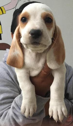 BASSET HOUND CACHORROS