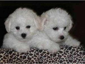 BICHON FRISE