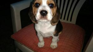 Beagle