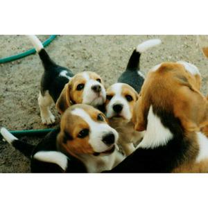 Beagle Cachorros Tricolor Vacunados