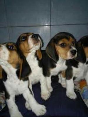 Bellos Cachorros Beagles