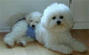 Bichon Frise