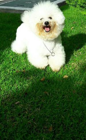 Bichon Frise