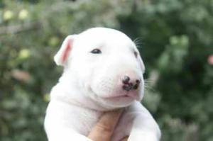 Bull Terrier