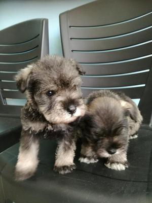 Cachorritos Schnauzer