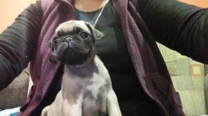 Cachorritos de Raza Pug