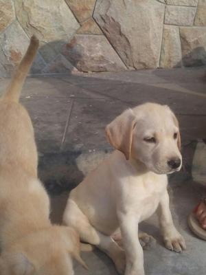 Cachorro Labrador 2 meses color huesito
