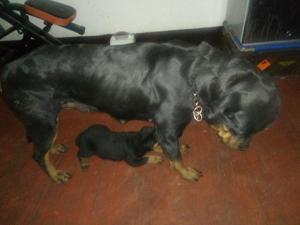 Cachorro Rottweiler