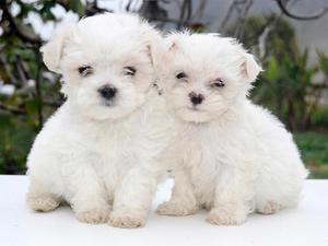 Cachorros Bichon Maltes Toy Vacunados ✓ Raza Antialérgica