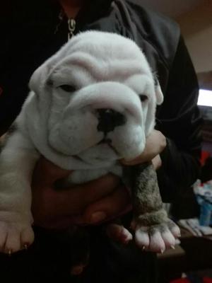 Cachorros Bulldog Ingles 