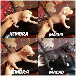 Cachorros Pitbul