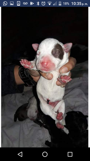 Cachorros Pitbull recién nacidos  o 