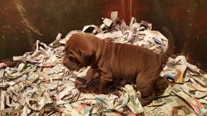 Cachorros Sharpei