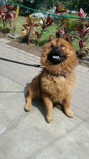 Chow Chow Servicio de Monta